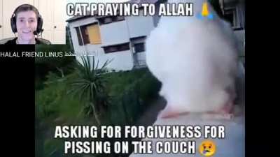 HALAL CAT 🐈 🥰 HARAM HUMAN 🚶‍♂️😡