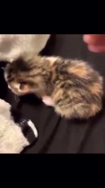 kitten.