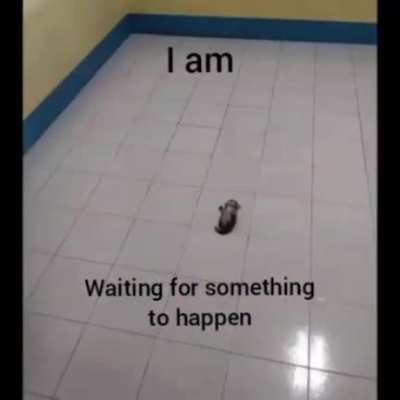 THE cat