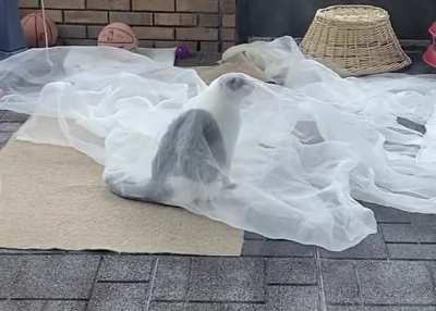 Daydreaming of his wedding day