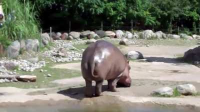 Hippo makes music