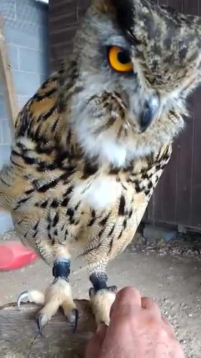 HooWaa