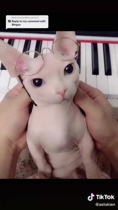 BINGUS WITH GLASSES