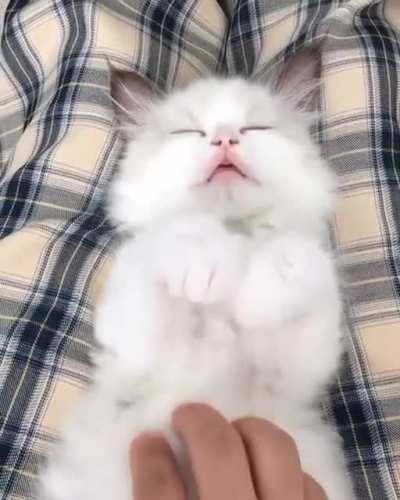 Cute and smol paws.