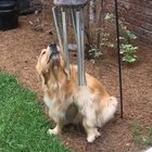 I sing to the wind chimes like they sing to me