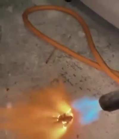 Blursed_killing
