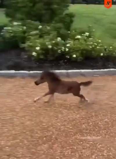 Son, this horse has an honorary degree from Notre Dame