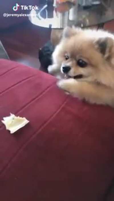 my breed was a mistake
