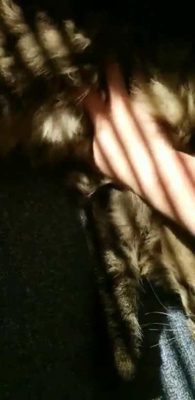 Cats teeth are quite sharp