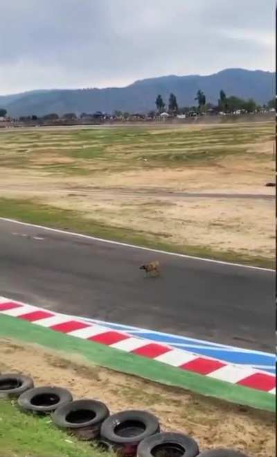 Dog at the racetrack.