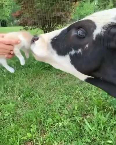 The moment you'll have been waiting for