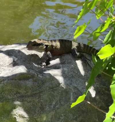 Lizard loses its lunch