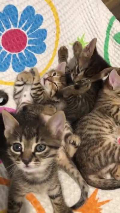 Meet the gang