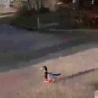 When the Ducks Attack