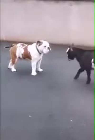 Intense fight dog vs goat.