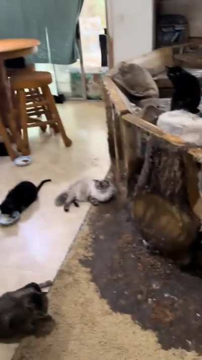 Meow?