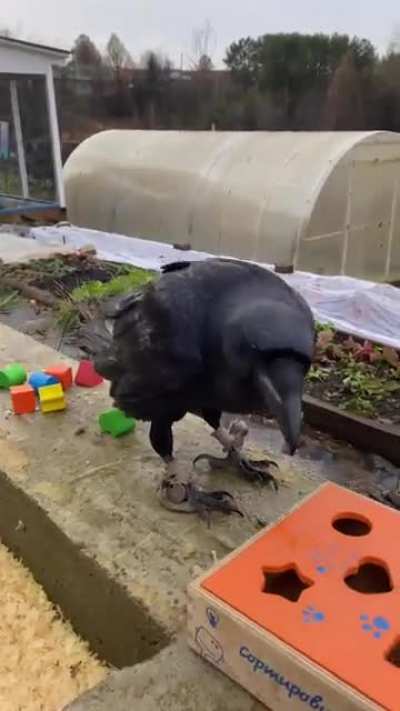 The bird gets mad cause it could solve the puzzle