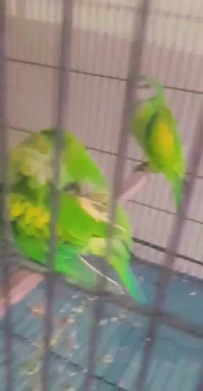 Moustach chiks available contact number 03222292141