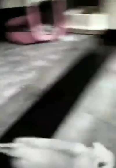 Shouldn't have touched the kitten.