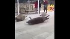 He bouncin