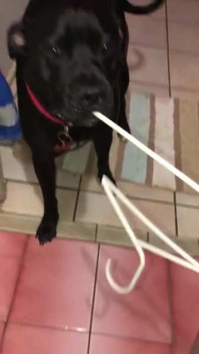 Tell me why He has all the toys in the world and chooses a Coathanger. 😝
