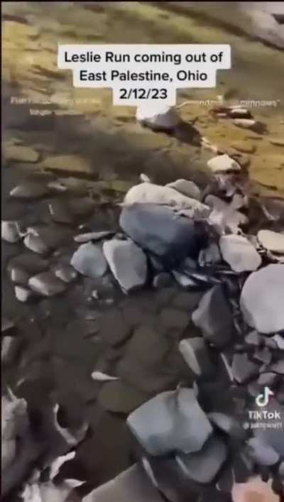 Fish in Leslie Run