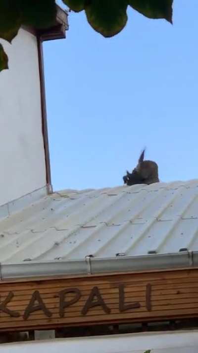Two cats fighting in Grand Bazaar/Turkey