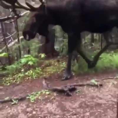 A hiker hides behind a tree as a moose approaches