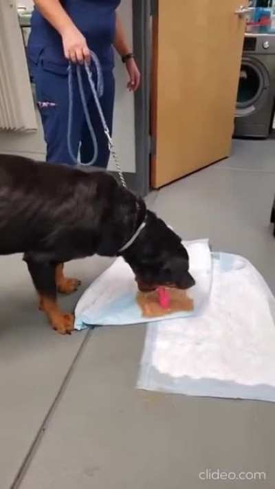 Dog issues
