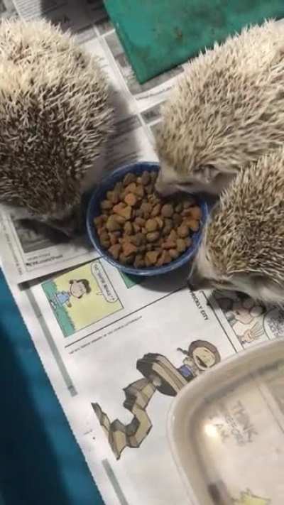 Hedgehog ASMR