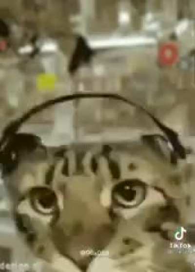 🐈‍⬛