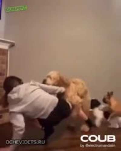 Lovely dogs