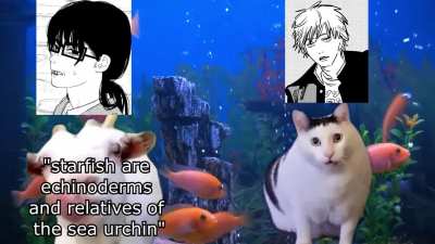 Chapter 113 in a nutshell: