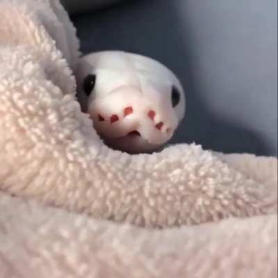 Find me something cuter than this.