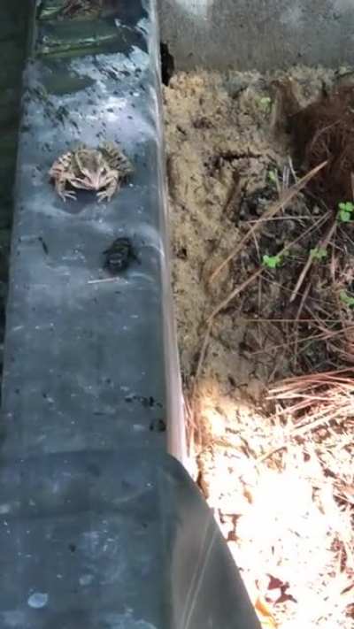 To eat a beetle