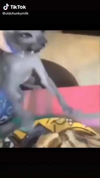 Cursed_cät