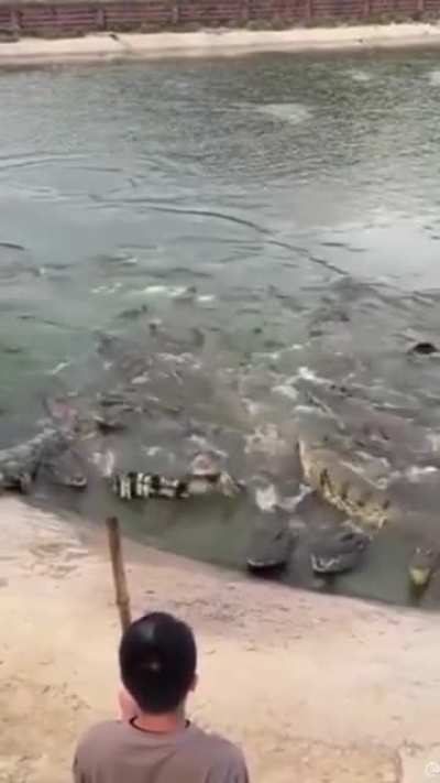 alligators