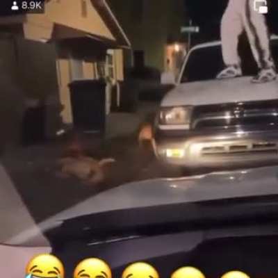 Man knock out 2 pit bulls to save himself