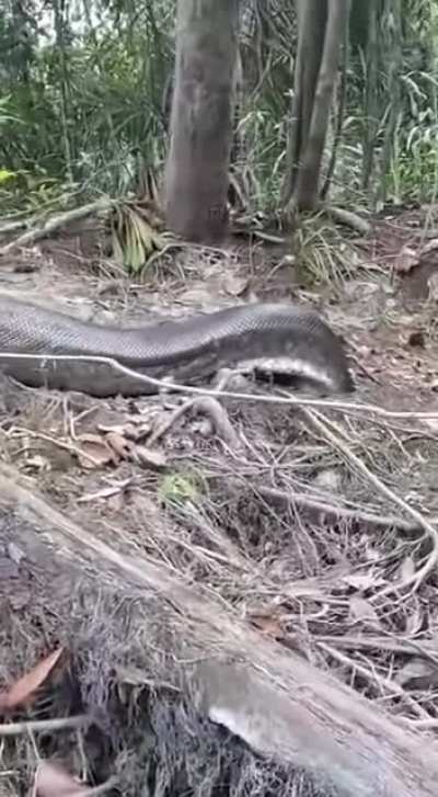 Sucuri snake (