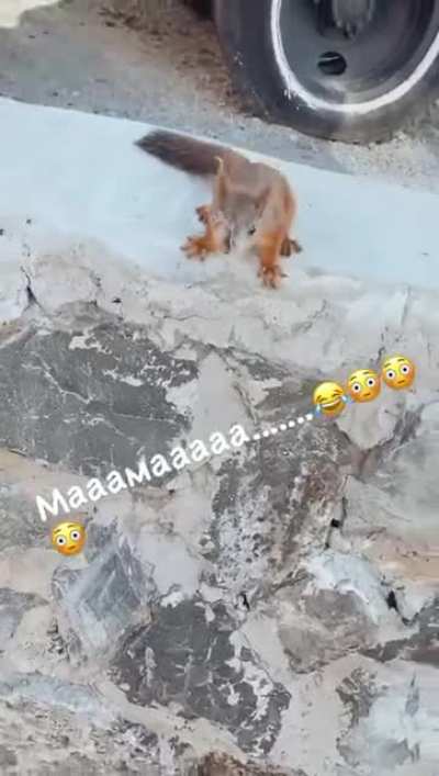 Cute little squirrel