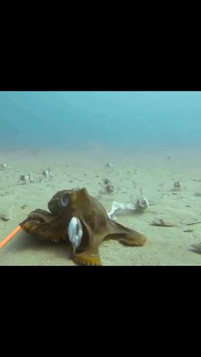 A shark being bullied by an octopus