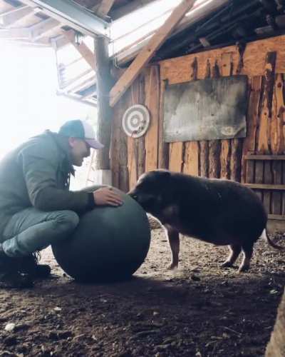 Anton the pig with one of his caretakers at Lebenshof Odenwald sanctuary