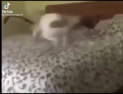 CACA