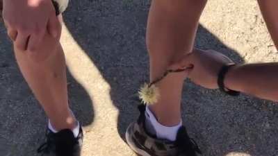 Dad Flicks Cactus Stem From One Leg to Another