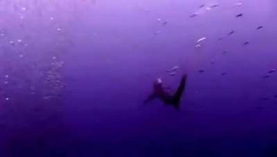 Thresher Shark cracks the whip