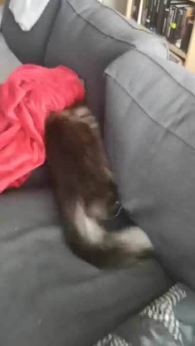 My cat's a monster