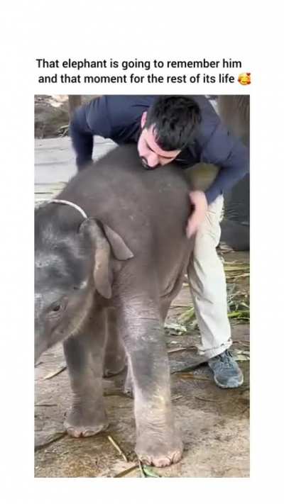 Momma elephant be like 