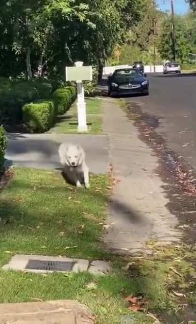 Счаст<wbr>ливый собакен