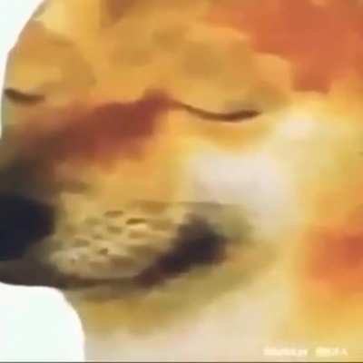 Cani anime kızı kopkeye vuruyor
