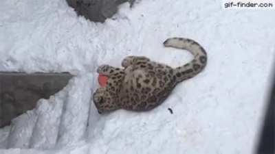 The underground cats need me
